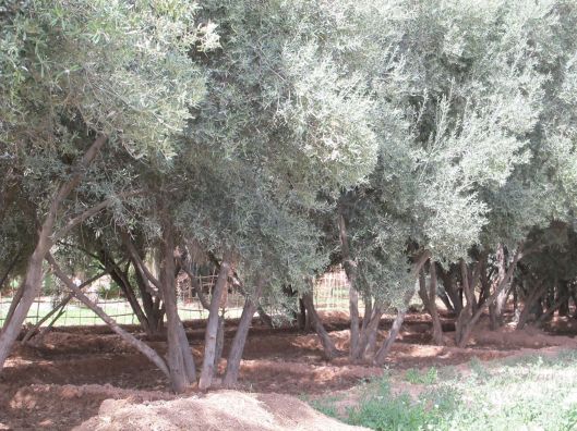 7-olivegrove