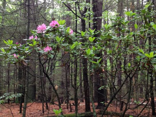 Rhododendron in the woods