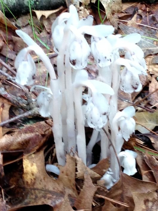 These "ghost flowers" or "Indian pipes" added an air mystery, and were difficult to capture  In fact, 